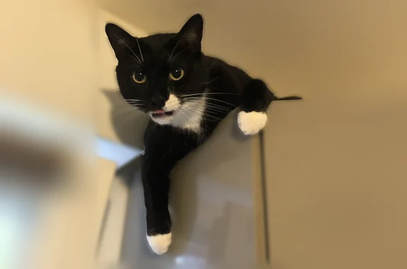 Chat perdu, Rue du Professeur Christian Cabrol, 82, Amiens - mâle noir et poitrail blanc - photo