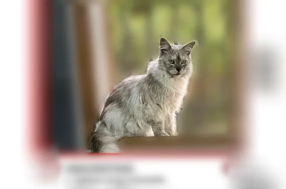 Chat perdu, Avenue Président John Kennedy, 2936, Six-Fours-les-Plages - femelle Maine Coon blanc silver - photo