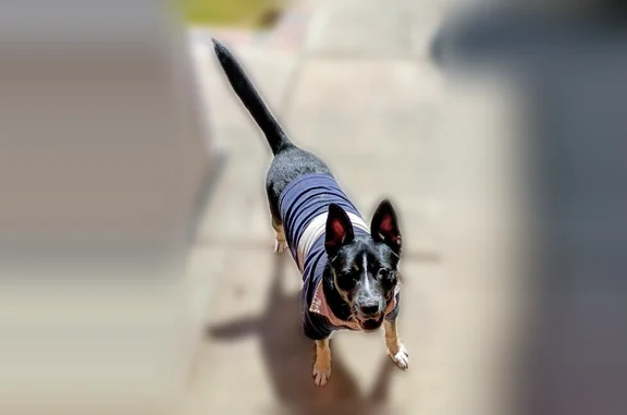 Found pets Antioch, photo: Found dog, female, Antioch, California - black and white, wearing a coat