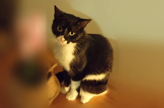 Chat perdu, Lyon, photo: Perdu chat femelle, Avenue Sylvestre, 18, Bois-Colombes, Lyon - petit chat noir et blanc, yeux jaunes