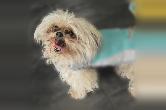 Found pets Lakewood, photo: Found dog, Paramount Boulevard, Lakewood - healthy condition