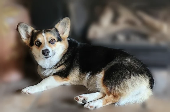 Missing dog La Selva Beach, photo: Lost dog, Crest Drive, 18, La Selva Beach, La Selva Beach - female tricolor corgi