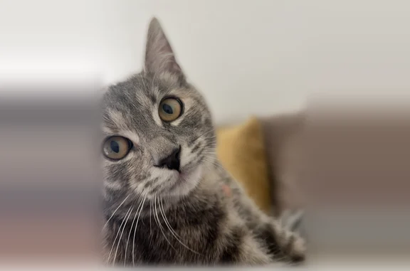 Chat perdu, femelle, Rue Costes, 16, Méru, Méru - chatte européenne - photo