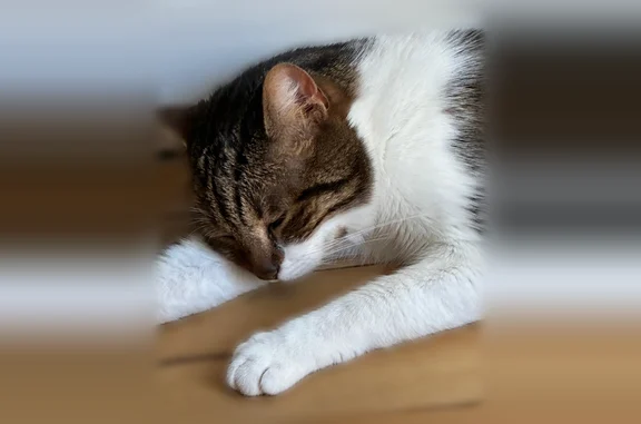 Chat perdu, Paris, photo: Chat perdu mâle, Rue de la Paix, Bois-Colombes, Paris - édenté