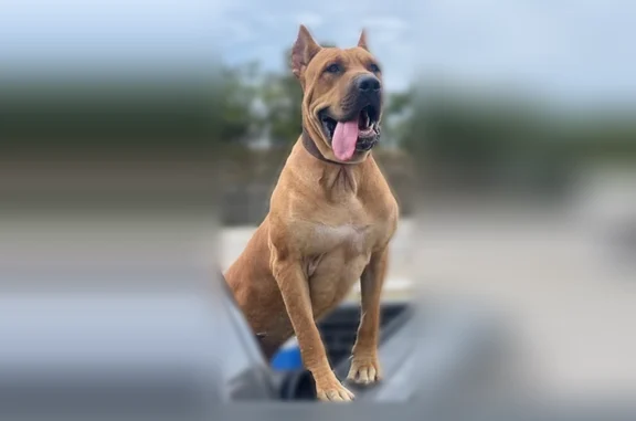 Lost dog, Ivy Drive, Little Rock, Tulsa - male, tan with cropped ears - photo