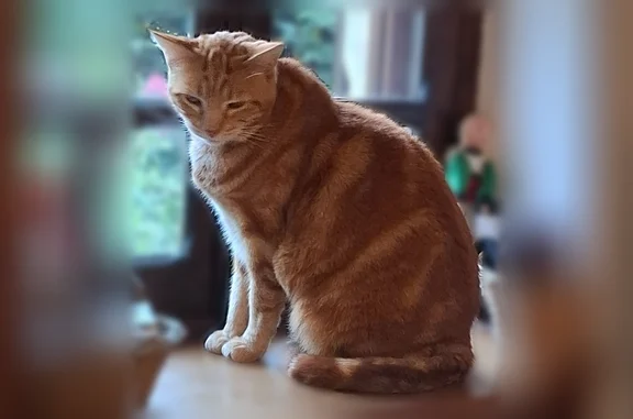 Chat perdu mâle, Rue du Hutray, 156, Clinchamps-sur-Orne - roux - photo