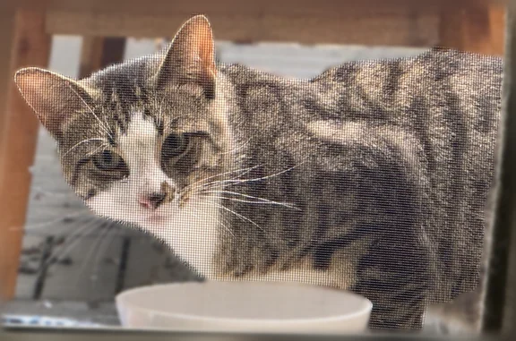 Found cat Brooklyn, photo: Found cat, Smith Street, 174, Brooklyn - tabby with white socks, skittish