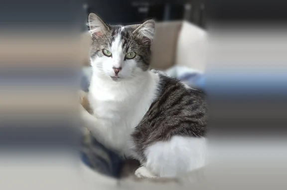 Chat perdu mâle, Allée de la Barrière, 65, Noyon - photo