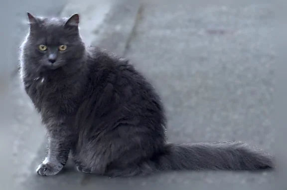 Chat perdu, Rue Chanzy, La Madeleine, Marquette-lez-Lille — femelle grise craintive - photo