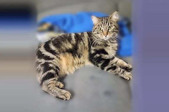 Chat perdu mâle, Perpignan - tigré - photo