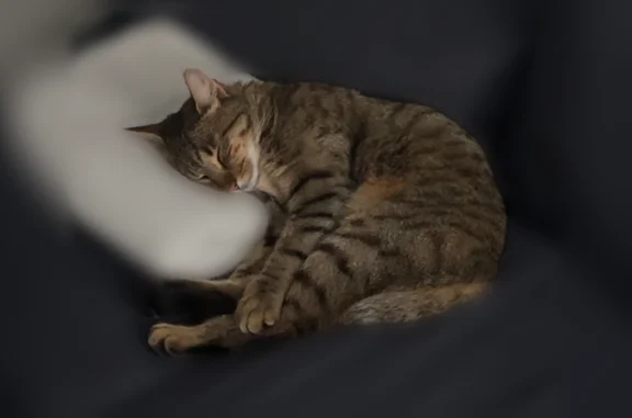 Chat perdu, Nantes, photo: Chat perdu mâle, La Baronnière, Vallet, Nantes - tigré et peureux