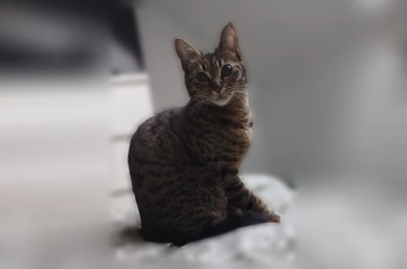 Chat perdu, Place de la Mairie, 28, Plounévez-Lochrist - femelle - photo