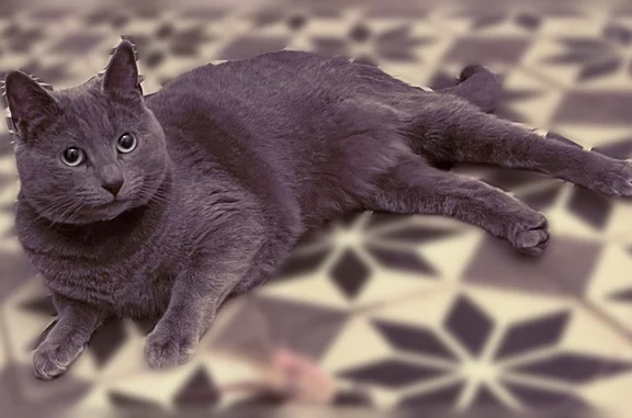 Perdue chatte femelle, La Ferté-Saint-Aubin, Saint-Herblain - grise-bleu, très timide - photo