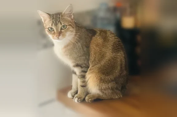 Perdu chat femelle, Is-sur-Tille, Bourgogne-Franche-Comté, Paris - annulaire gauche blanc - photo