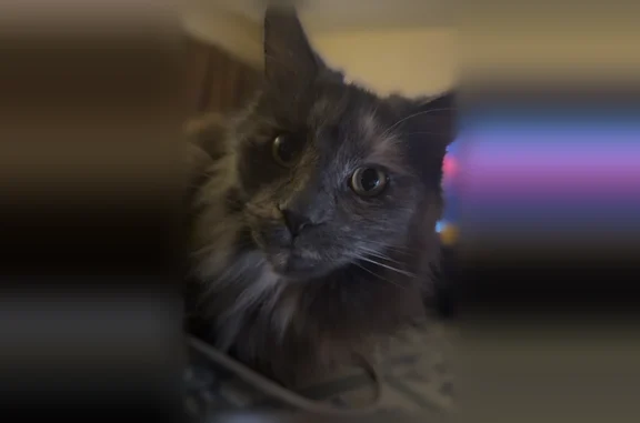 Chat perdu, Magny-les-Hameaux, photo: Chat perdu femelle, Rue de la Liberté, 4, Chatou, Magny-les-Hameaux — Maine Coon grise