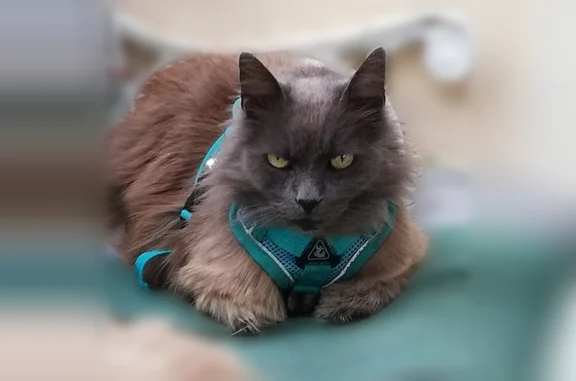 Chat perdu mâle, Avenue des Tourreilles, 89, Montréjeau - harnais vert/bleu - photo