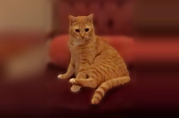 Chat perdu mâle, Boulevard Jeanne d'Arc, 468, Douai - roux, tache blanche sous le cou - photo