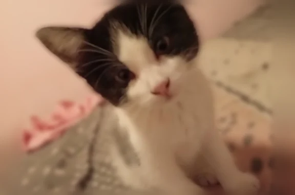 Chat perdu, Allée des Poilus, Vitrolles - femelle, chatte noire et blanche avec sourcil rasé - photo