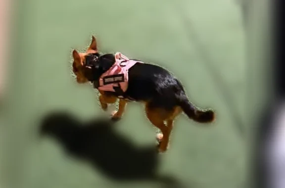 Lost pets Euless, photo: Lost dog, female, North Zang Boulevard, 635, Dallas, Euless - shy and skittish, wearing a pink harness