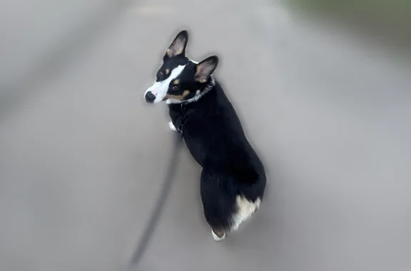 Lost dog, Skyfrost Drive, Dallas, Richardson — male tricolored corgi Chori - photo