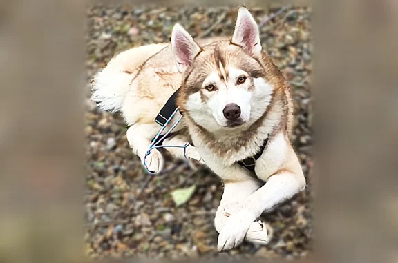 Lost dog, South Business 121, 2301, Lewisville - photo
