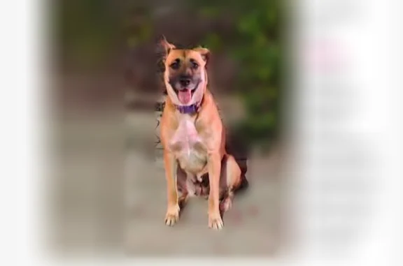 Missing dog Female, Fresno (usl542225) - photo