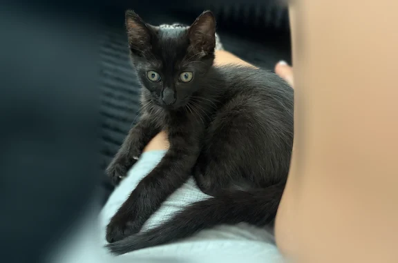 Lost cat, male, Trollie Lane, 2641, Jacksonville - completely black, light green eyes - photo
