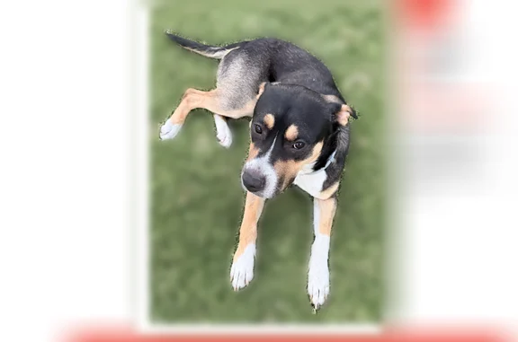 Lost dog, Emerson Road, 5311, Sacramento - male, tricolor beagle mix - photo