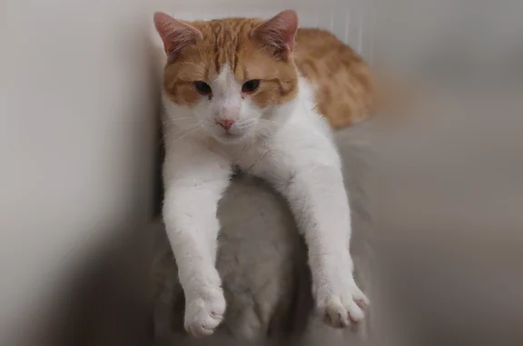 Chat perdu mâle, Rond-Point de Picardie, Berck - roux et blanc - photo