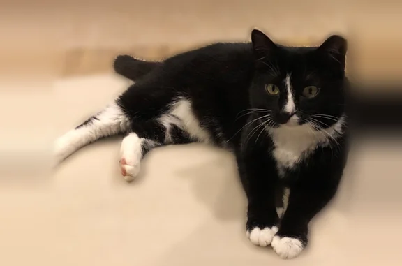 Lost cat, Fulwar Skipwith Road, 1075, Baton Rouge — female, spayed, tipped ear - photo