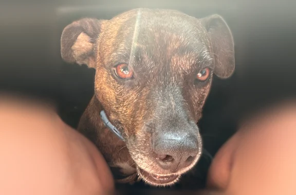 Lost dog, Janet Drive, 2102, Phenix City, Birmingham — female, brown brindle - photo
