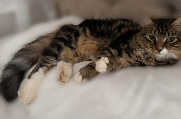 Lost cat, Havens Court, 1616, Auburn - friendly neutered male - photo