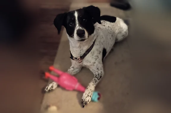 Lost dog, Spokane, Washington - female, 6 years old - photo