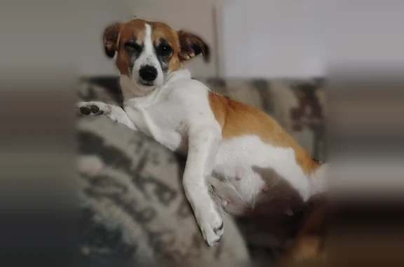 Missing dog Pine Prairie, photo: Lost dog, female, Beech Street, 1816, Pine Prairie - stomach scar