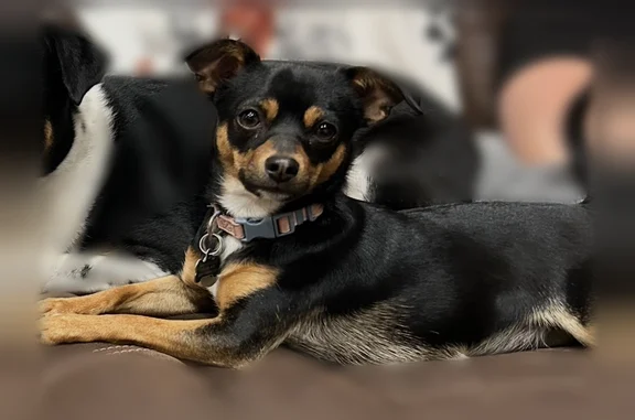 Missing dog Carson City, photo: Lost dog, Hudson Drive, 2489, Carson City - female, black, brown, and white, neon pink collar