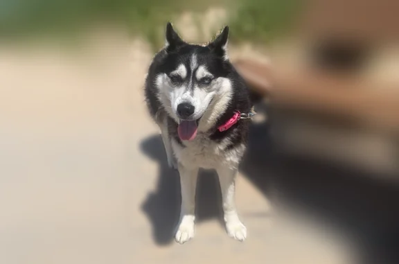 Lost dog, Lakewood Road, Dalton Township, Twin Lake — female husky with blue and brown eyes - photo