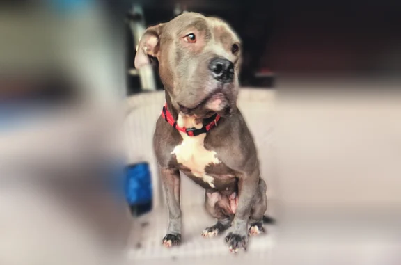 Lost dog, Greenview Circle, 1721, Memphis - female, brown/grey coat with white chest - photo