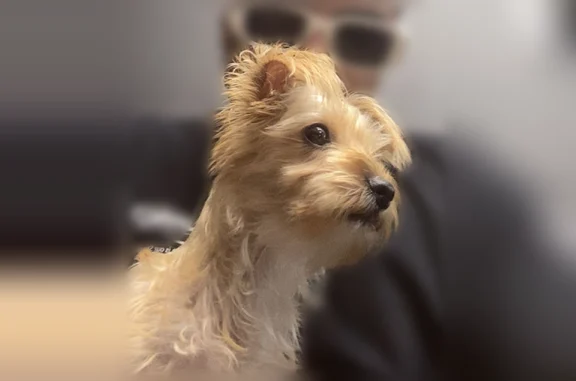 Lost dog, Washington Street, Denver - male, small blonde-brown Yorkshire mix - photo