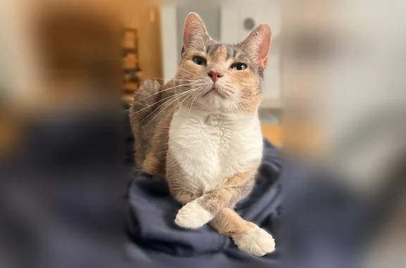 Missing cat Bangor, photo: Lost cat, Fifteenth Street, 189, Bangor - female dilute calico with green eyes