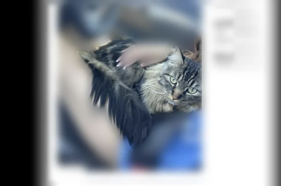 Lost cat, North Fox Lane, 2716, Spokane Valley — male, very big, fluffy tail - photo