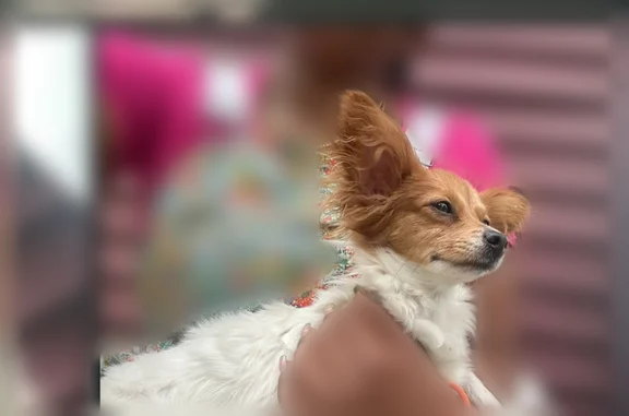 Lost dog, South Saint Lawrence Avenue, 6401-6403, Chicago - female, white with brown patches - photo