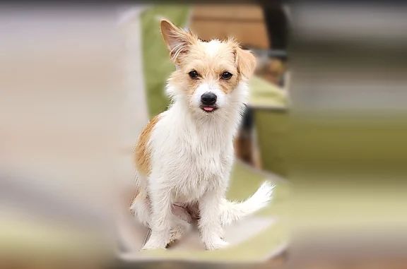 Lost dog, Merlin Road, 2949, Merlin, Merlin - female, white with tan spots - photo