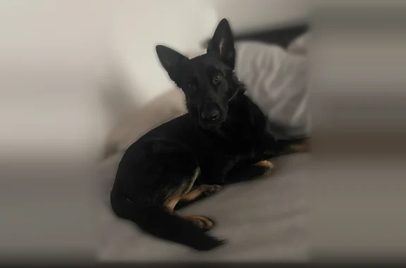 Missing dog Sunnyside, photo: Lost dog, County Road 16, Sunnyside, Georgia - black with brown paws