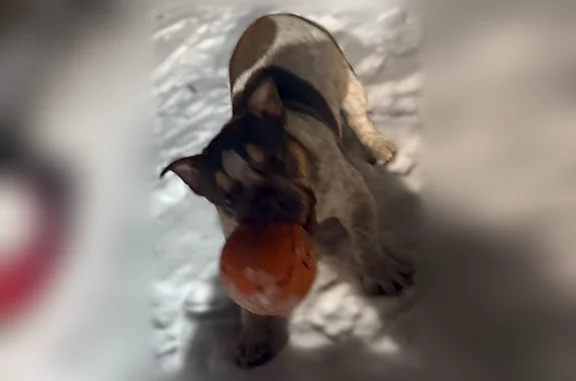 Lost dog, Pawnee Street, 211, Town of Islip, Lake Ronkonkoma - male American bully - photo