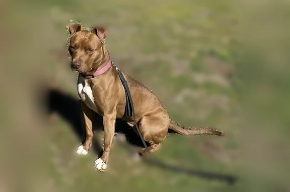 Lost dog, Napa Avenue, 20765, Middletown - female service dog with tag on collar - photo