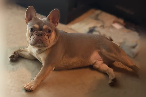 Missing dog Radisson, photo: Lost dog, State Route 31, 3974, Euclid, Radisson - male French bulldog, tan and brown tricolor