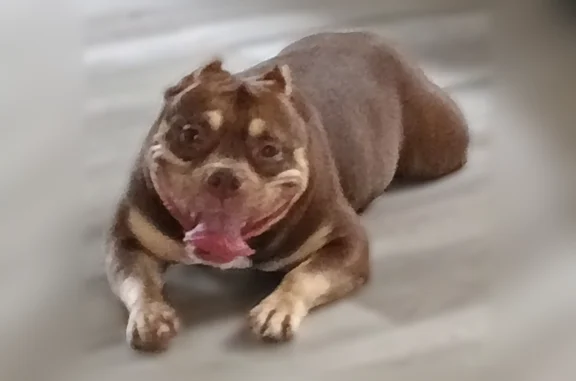 Lost dog, Mac Court, 2054, Indianapolis — female bully with anxiety and needs medication - photo