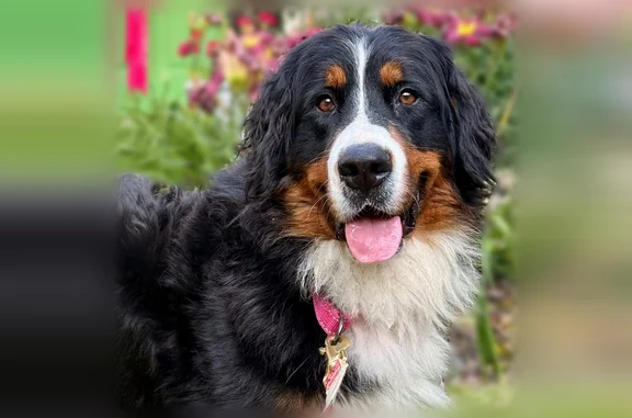 Lost dog, York Court, Indiana, Bethany — female, very timid - photo