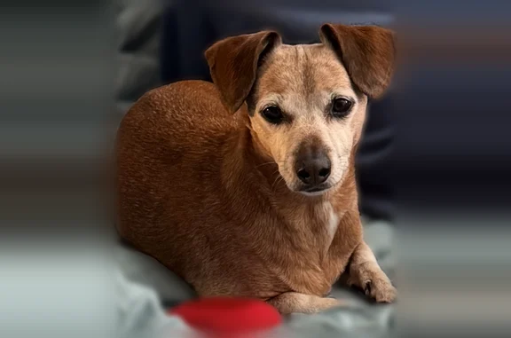 Lost dog, Gristmill Road, Little Rock - female, reddish brown, dachshund mix - photo