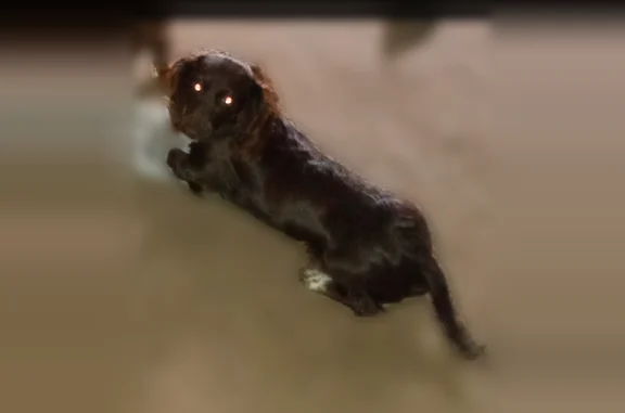 Lost dog, South Crawford Street, 508, Clarksville - female dachshund, orange collar - photo